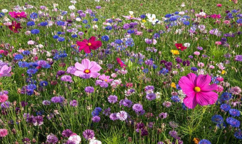 How to Prepare Soil for Wildflowers