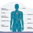Understanding the Lymphatic System