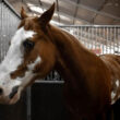 Do Rehabs That Offer Equine Therapy in Georgia Offer Alcohol Detox?