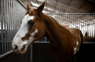 Do Rehabs That Offer Equine Therapy in Georgia Offer Alcohol Detox?